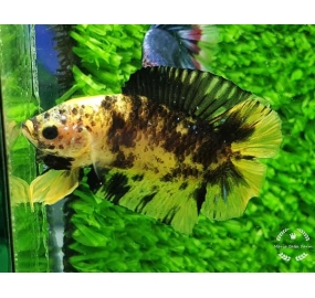 Betta 014