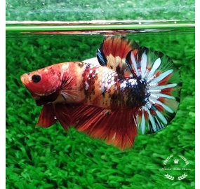 Betta 013