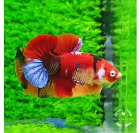 Betta 012
