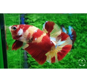 Betta 009