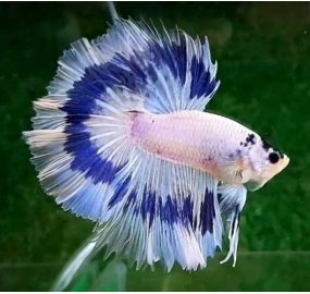 Betta 008