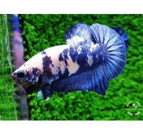 Betta 007