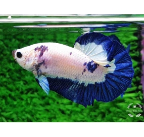 Betta 006
