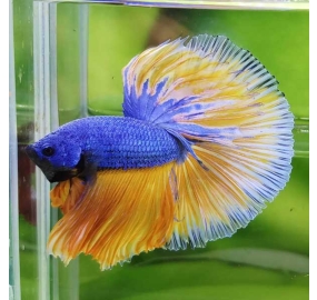 Betta 005