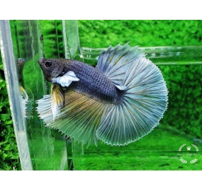 Betta 004