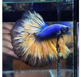 Betta 002