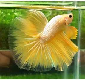 Betta 001