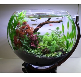 Sưu tập_Những mẫu hồ đẹp (9)
