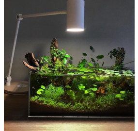 Sưu tập_Những mẫu hồ đẹp (19)