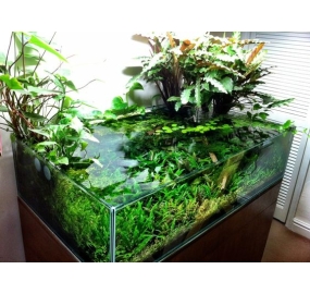 Sưu tập_Những mẫu hồ đẹp (5)